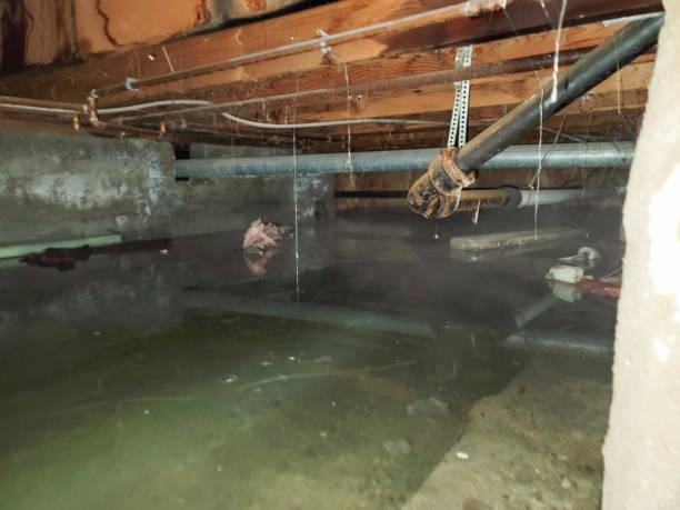 Best Basement water damage restoration  in Plainfield Village, CT