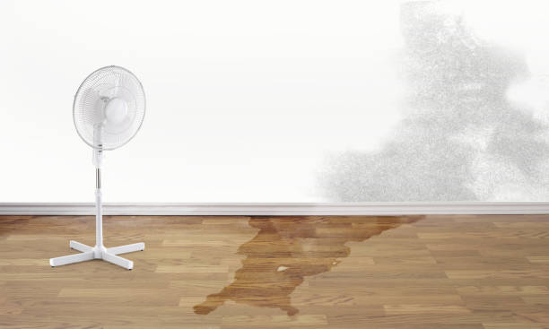 Best Carpet water damage restoration  in Plainfield Village, CT